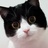 叔本华的猫