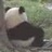小米椒炒小公鸡