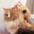 吃海苔的胖橘🐱