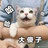 江湖扁子