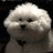 我有猫你有吗