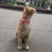 做一只猫